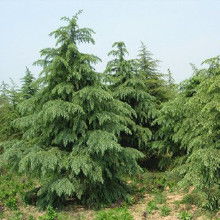 不同品种的雪松树苗价格大比拼