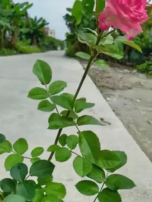 白檀快速生根技巧，畜牧养殖必备知识！