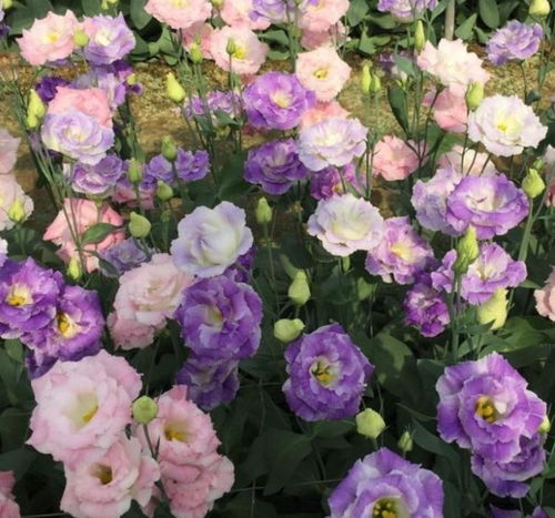 哎呀， 养花真是个技术活儿，我可是花了老大劲才学会的