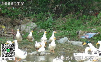 成年蛋鸭一天吃多少饲料，吃什么饲料能让鸭子下蛋多？