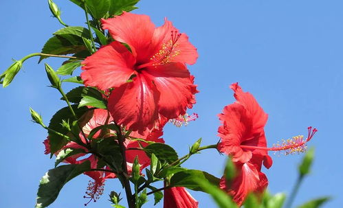 扶桑花的魅力展现