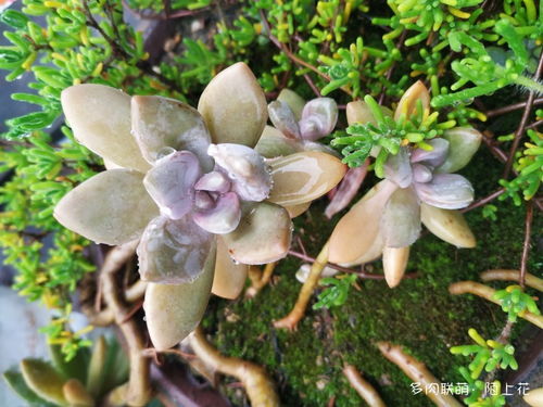 翠花掌种植攻略：从选苗到养护