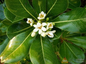 雨水的舞蹈，后来啊的花期