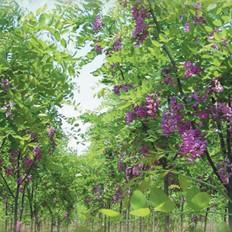 香花槐真伪鉴别