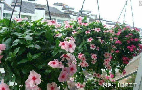 哪几种花既好养又好kan？