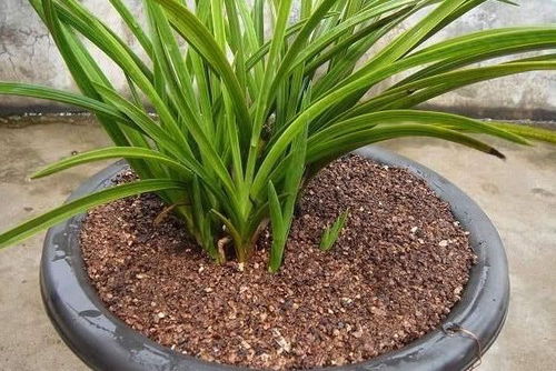 如何正确种植猴面兰花？详细步骤和注意事项有哪些