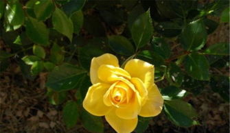 月季发烧友的自我审视