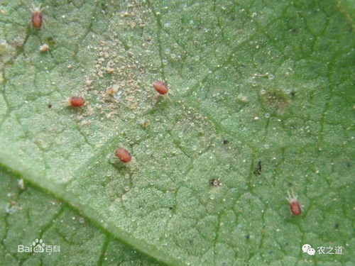 阿维菌素是个啥？