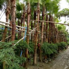 蒲葵：热带植物的代表