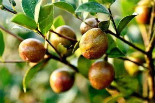 茶油树栽培秘诀：福建茶油生产基地联系方式一览