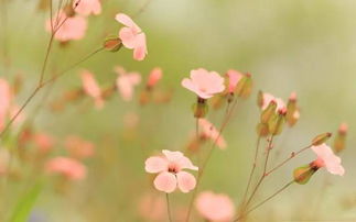 “幽兰深处藏芳华，花名何求问芳心