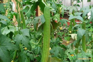 农药灌根的注意事项