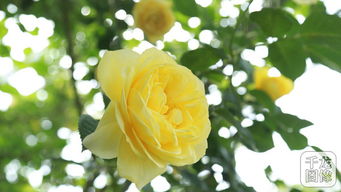 古桩月季树：价格之谜