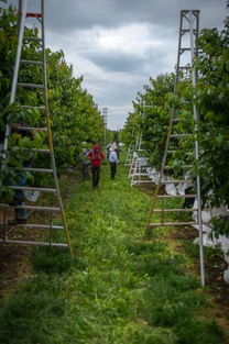 萨克拉门托河谷， 实测告诉你真相