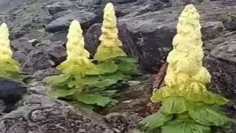 高原之花， 坚韧的生命力