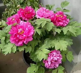 牡丹春季种植开花多？如何掌握技巧让花开爆盆