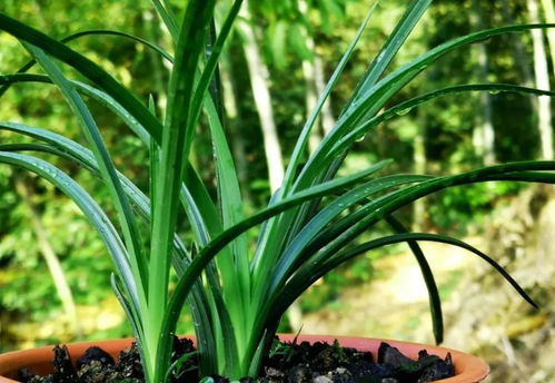 兰花叶片和茎的形态， 也是区分品种的关键