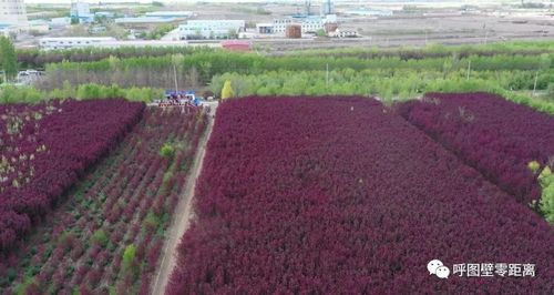 苗木产业：呼图壁县的致富秘诀