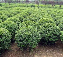 黄杨球的小秘密：光照、水分和土壤大揭秘