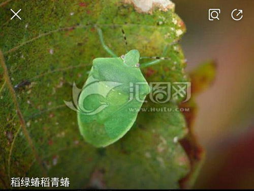 沾虫板大法好，无残留梗健康