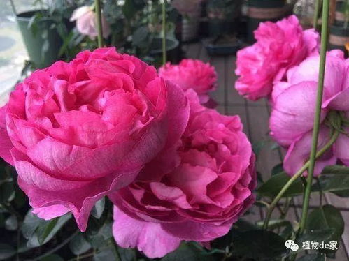 春天月季花的管理