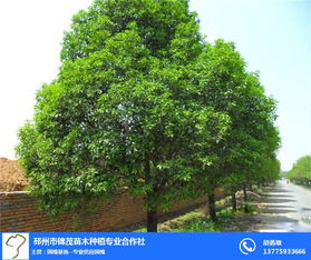 国槐树苗， 规格齐全