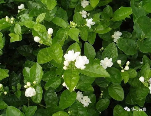 茉莉花防虫方法哪种最有效？对比一下常见方法的实际效果