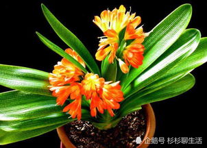 氯化苦：环保消毒的选择