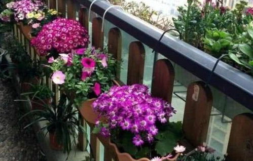 养花血泪教训：别信某宝9.9包活的宿迁神苗！