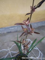 蝴蝶梅叶子打卷，咋个办哦？