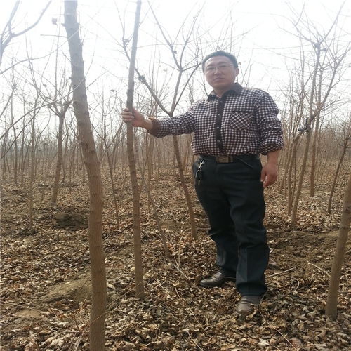 种植五角枫的小秘密：一斤种子嫩出多少苗？