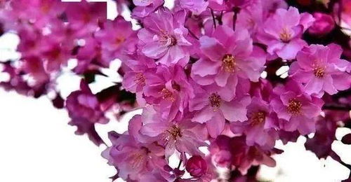 一、 美丽的桃花