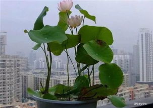 碗莲：南向阳台的水生之花