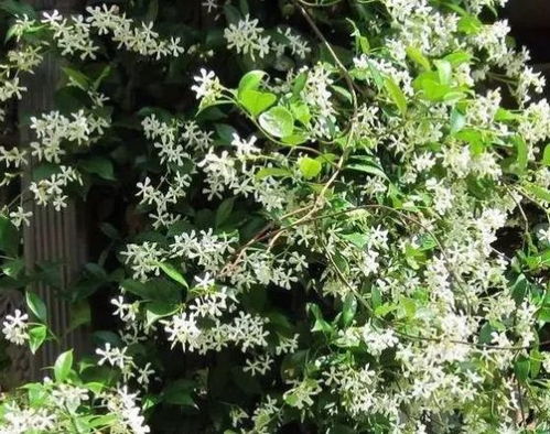 庭院中的静谧守护者