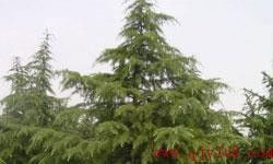 大叶女贞， 也是不错的选择