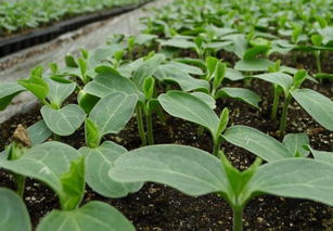 懒人种植指南：适合小园子的蔬菜