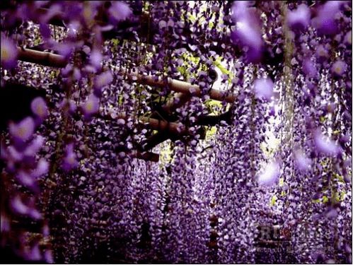 紫藤花， 那片浪漫的紫色海洋