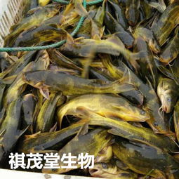 黄骨鱼养殖，注重水质、饲料和养殖环境