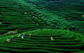 金银草在贵州岩溶地区多县多点栽培验证表明：该草在800米~1600米海拔地区适宜生长， 可覆盖贵州省80%的地区，它的根系发达，是一般农作物的15倍，可深入到80厘米~120厘米的土层中，，其网络土壤的范围要比....再说一个，金银草种植一次可依连续20年收割，每年亩产达7吨~30吨，鲜草每公斤市场价格约为1元，是高营养生物蛋白动物饲料。