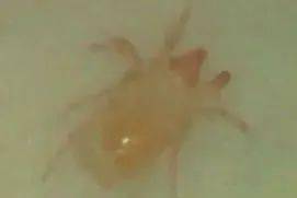 混用技巧：四字口诀“三Neng五不Neng”