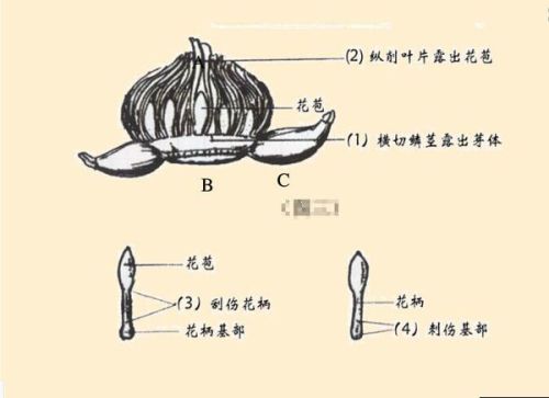 水仙花切割方法图解，割水仙是什么意思？
