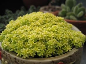 新手种植，选对植物是关键