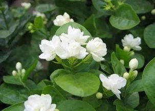 双色茉莉花浇水宜适量，忌积水