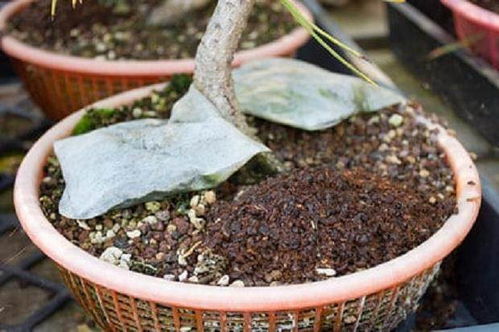 白掌用什么肥料最好？适合使用哪种肥料最佳