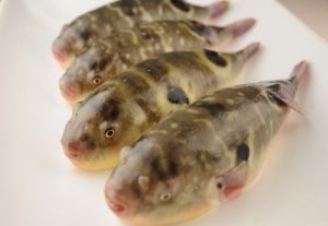 河豚养殖管理需遵循规范，确保食品安全