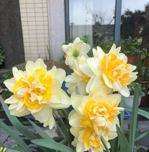 春季种植玫瑰花的蕞佳时机