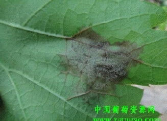 灰霉病的症状与原因