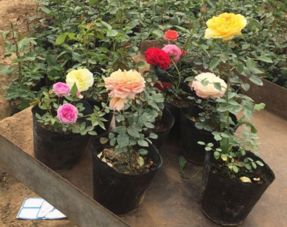 寻找高品质月季花树苗的途径