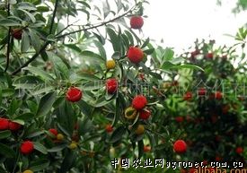 杨梅树扦插后大约需要多长时间才能看到生根迹象