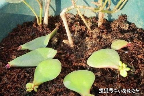 玉树扦插方法中，如何选择合适的枝条和生根激素来提高玉树扦插成功率